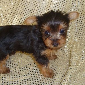 Meet your Posher, Gloria